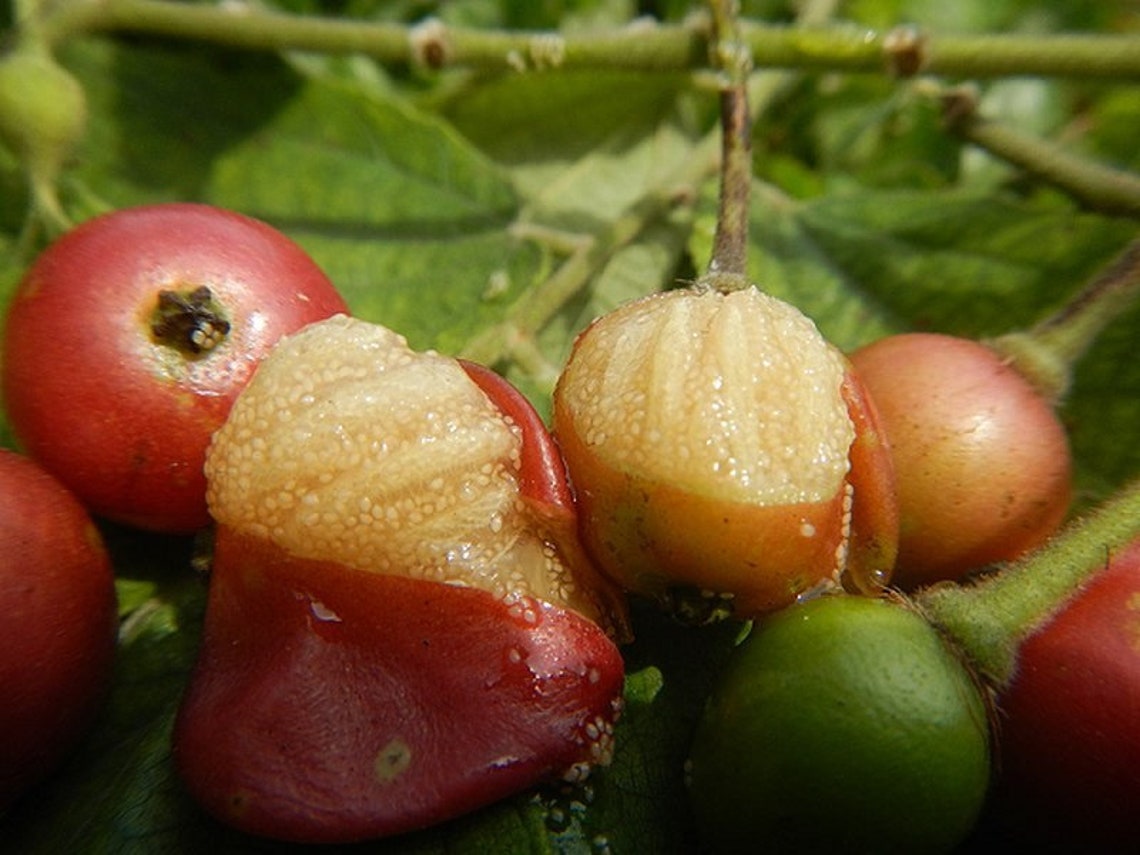 Buy JAMAICAN CHERRY Strawberry Tree/ Muntingia Calabura/ Cây Trứng