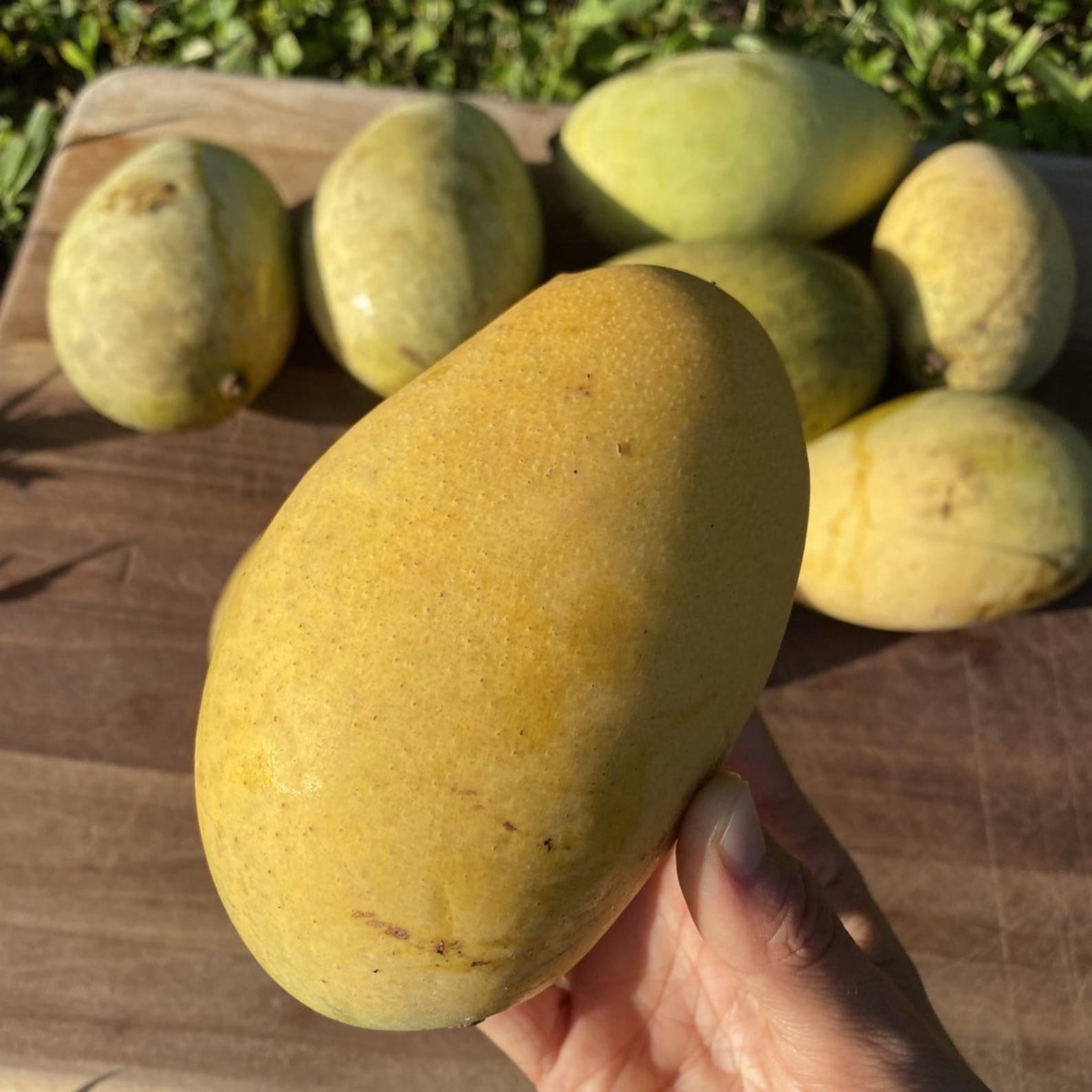 ORANGE SHERBET MANGO Tree. Rare Mango Variety. Grafted Live Etsy
