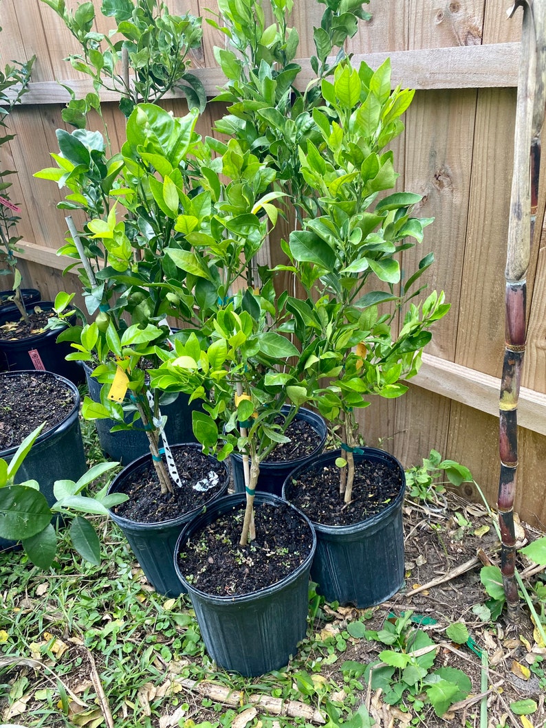 3gal SUMO/ DEKOPON/ SHIRANUI Japanese Sweet Seedless Mandarin. Etsy