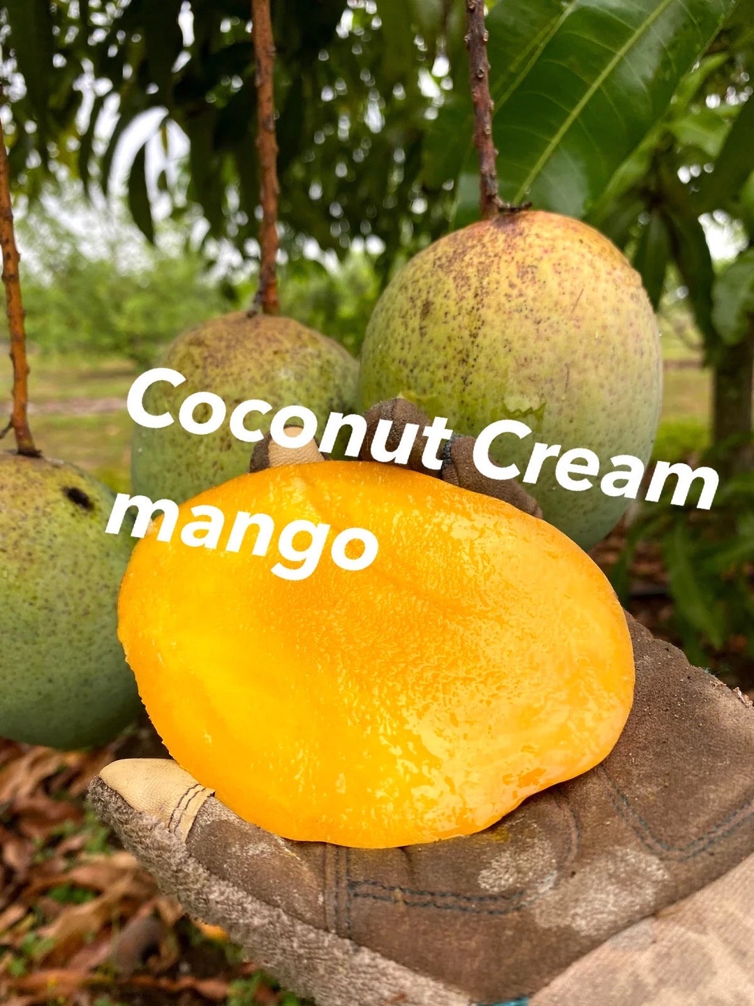 3gal COCONUT CREAM Semi Dwarf Mango Tree. Grafted Live Plant - Etsy