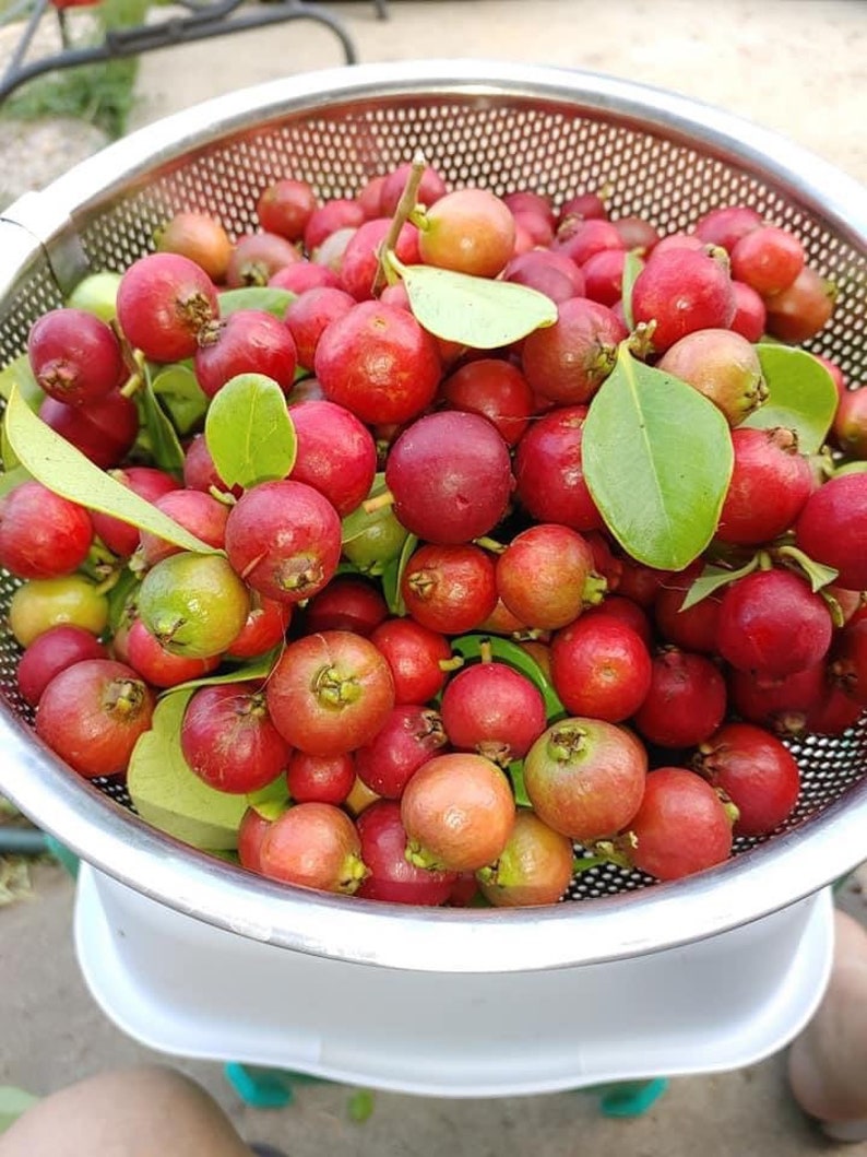 JAMAICAN CHERRY Strawberry Tree/ Muntingia Calabura/ Cây Trứng Etsy