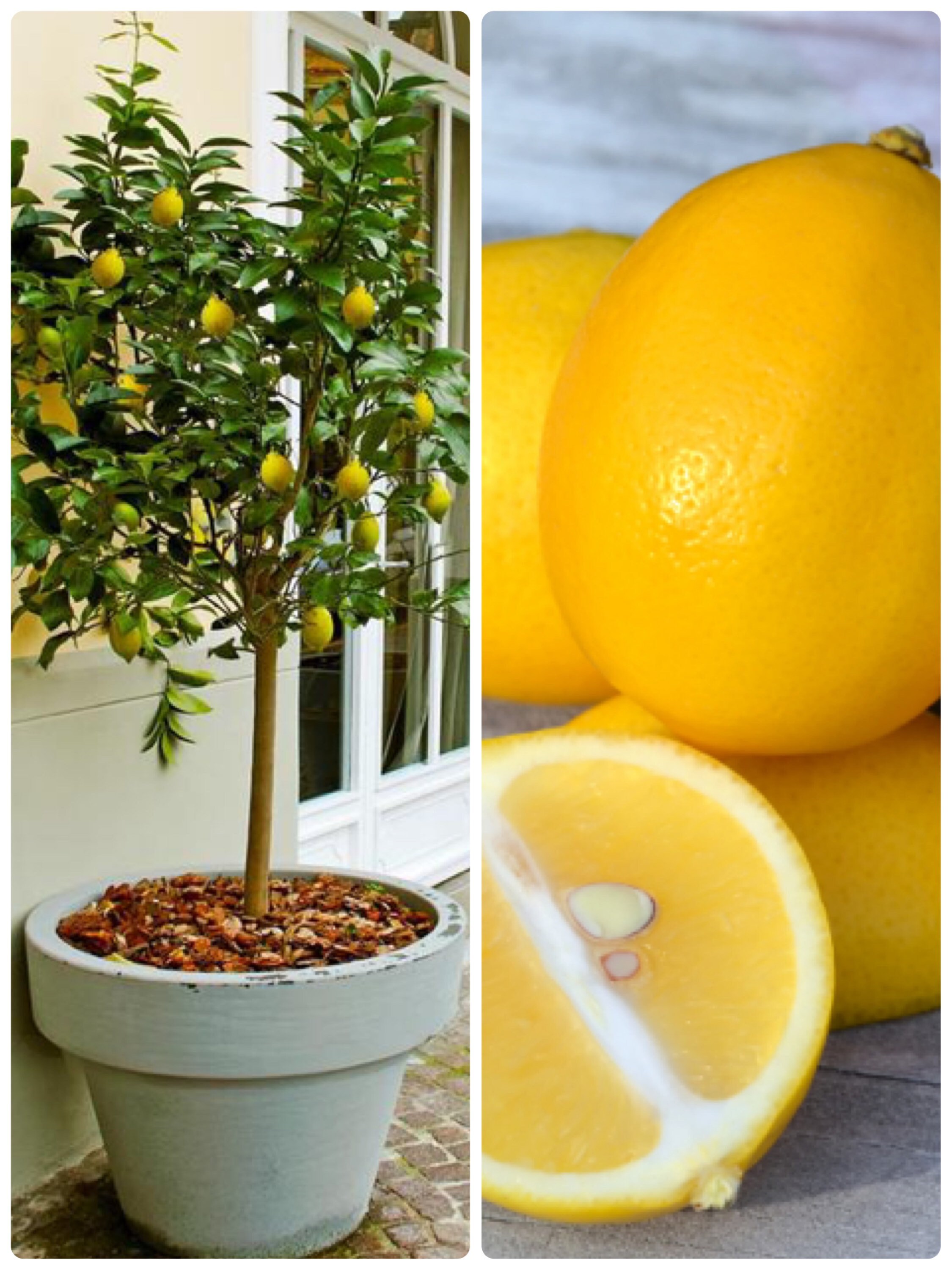 MEYER LEMON Tree 34ft Grafted Live Lemon Plant Fruits Soon. Etsy