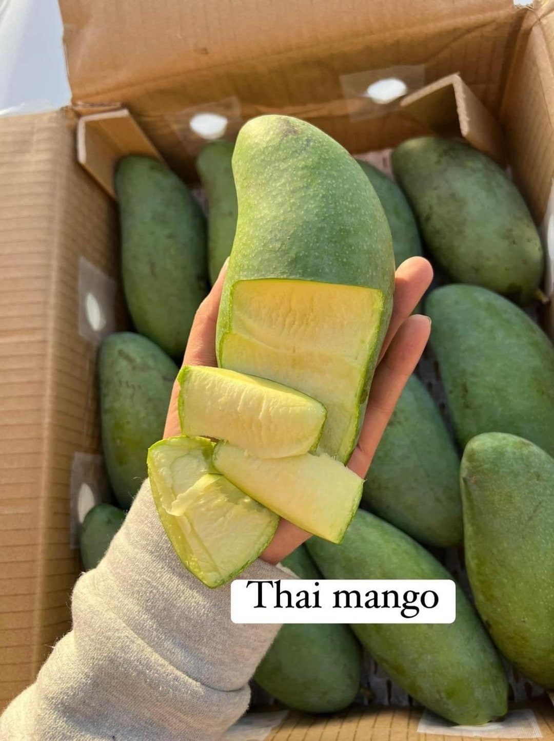 7GAL KEOW SAVOY Thai Mango Tree. Xoài Thái Giòn Ngọt. Grafted - Etsy