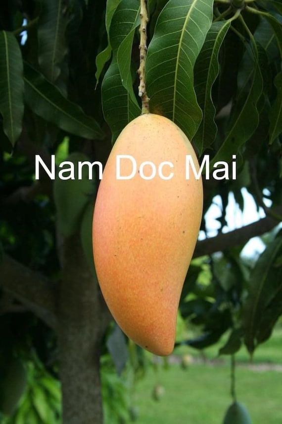 Thai Favorite Mango Nam Doc Mai Grafted Mango Tree Home & Living Ferns, Grasses & Bamboo Plants