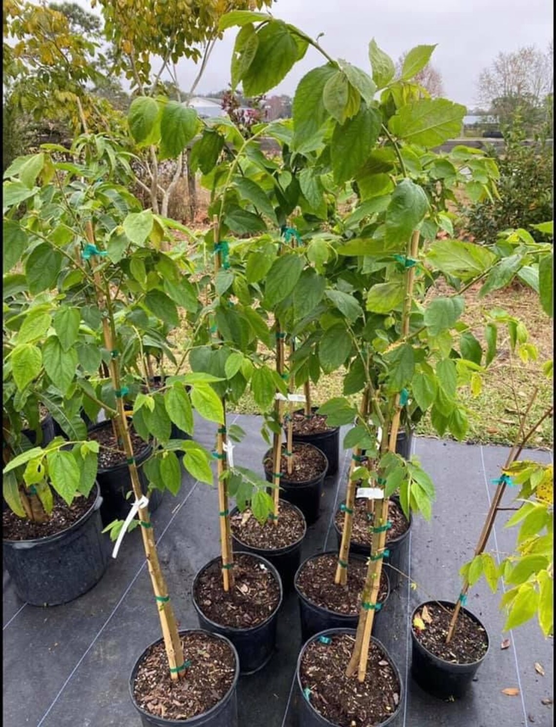 Buy JAMAICAN CHERRY Strawberry Tree/ Muntingia Calabura/ Cây Trứng