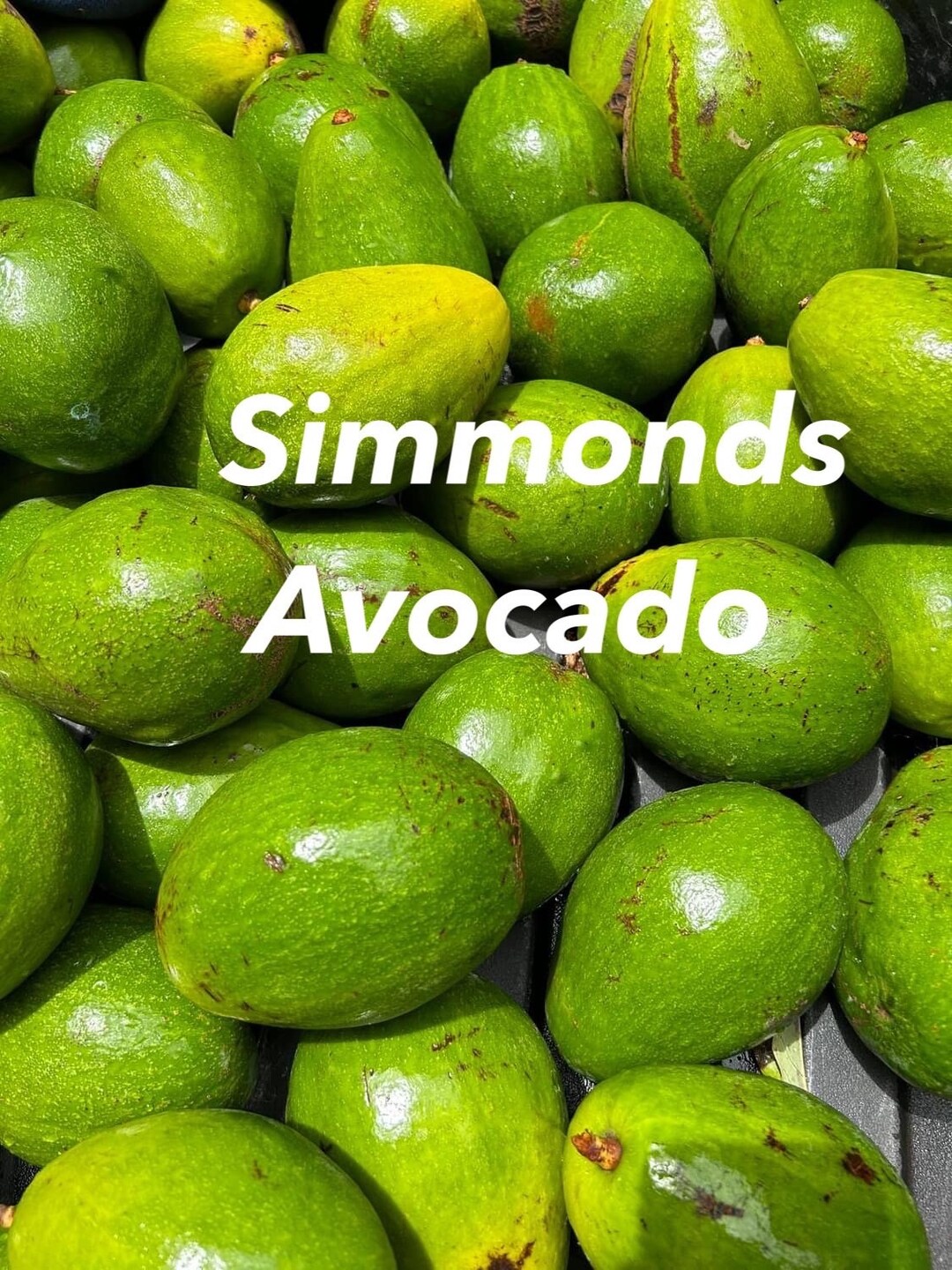 SIMMONDS Avocado Nice Fruit Tree. Grafted Tree Fruit Soon. - Etsy