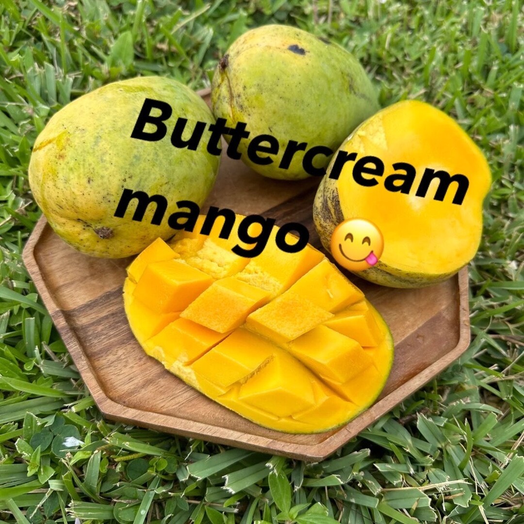 3gal BUTTERCREAM Mango Tree. Grafted Live Plant Fruit Soon in Etsy