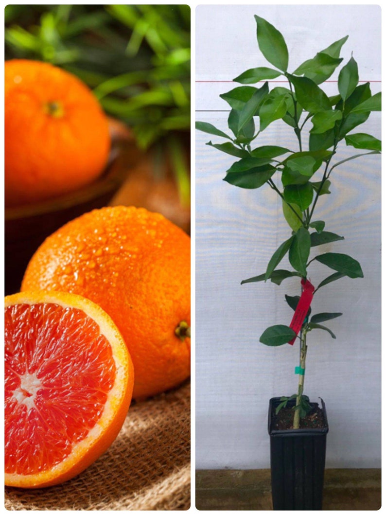 CARA CARA ORANGE/ Red Navel Orange Grafted Dwarf Citrus Tree Etsy UK