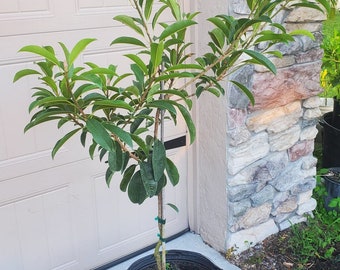 Sapodilla Tree Grafted - Etsy