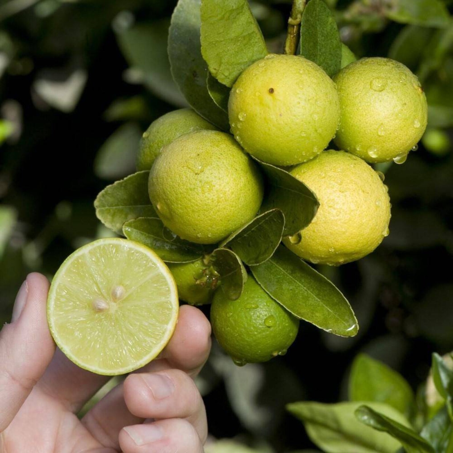 KEY LIME THORNLESS Dwarf Tree 34ft/ Mexican Lime Plant/ Etsy