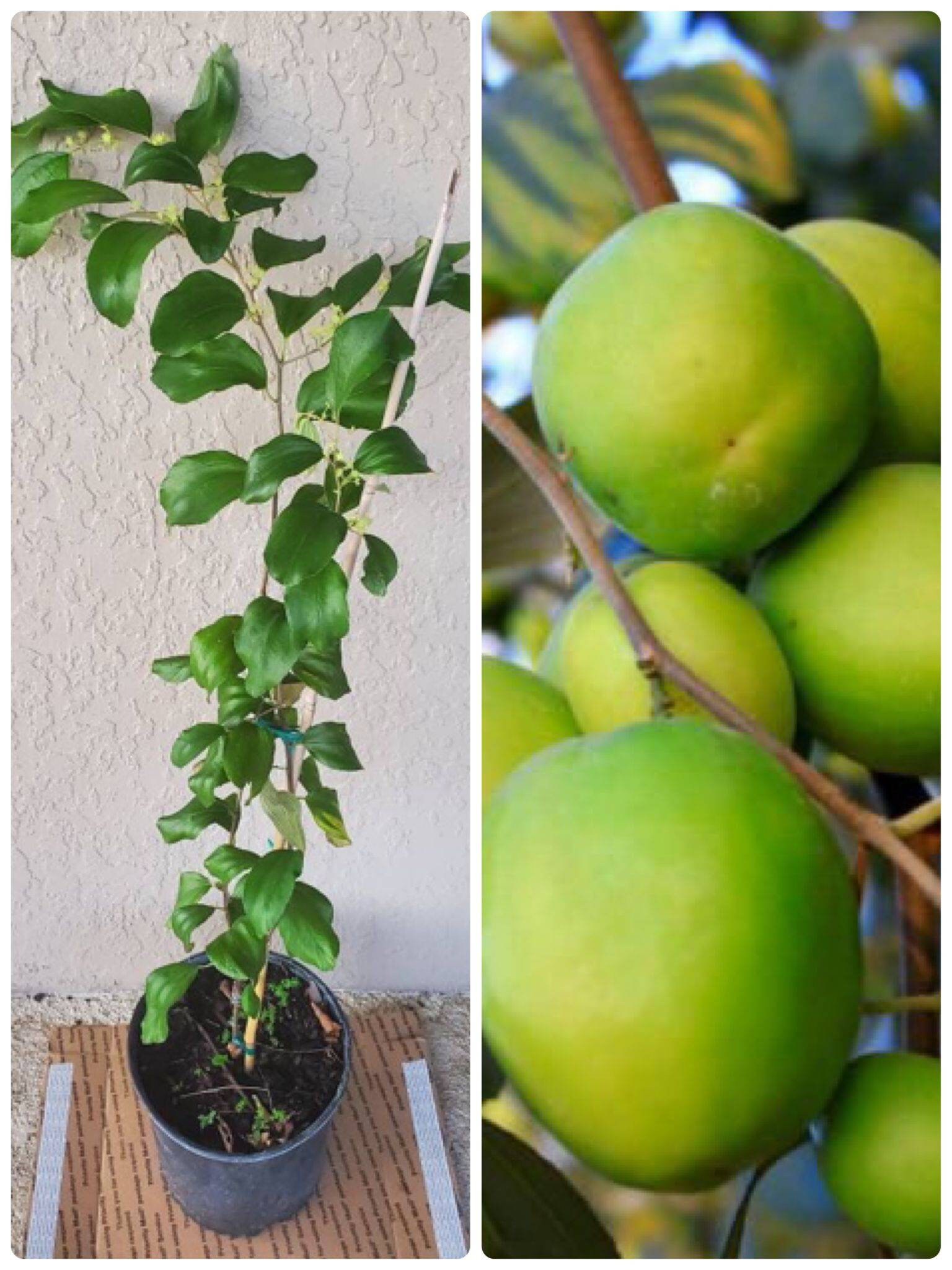 Thai Jujube Tree Grafted Thai Giant Indian Thornless Jujube Etsy Israel