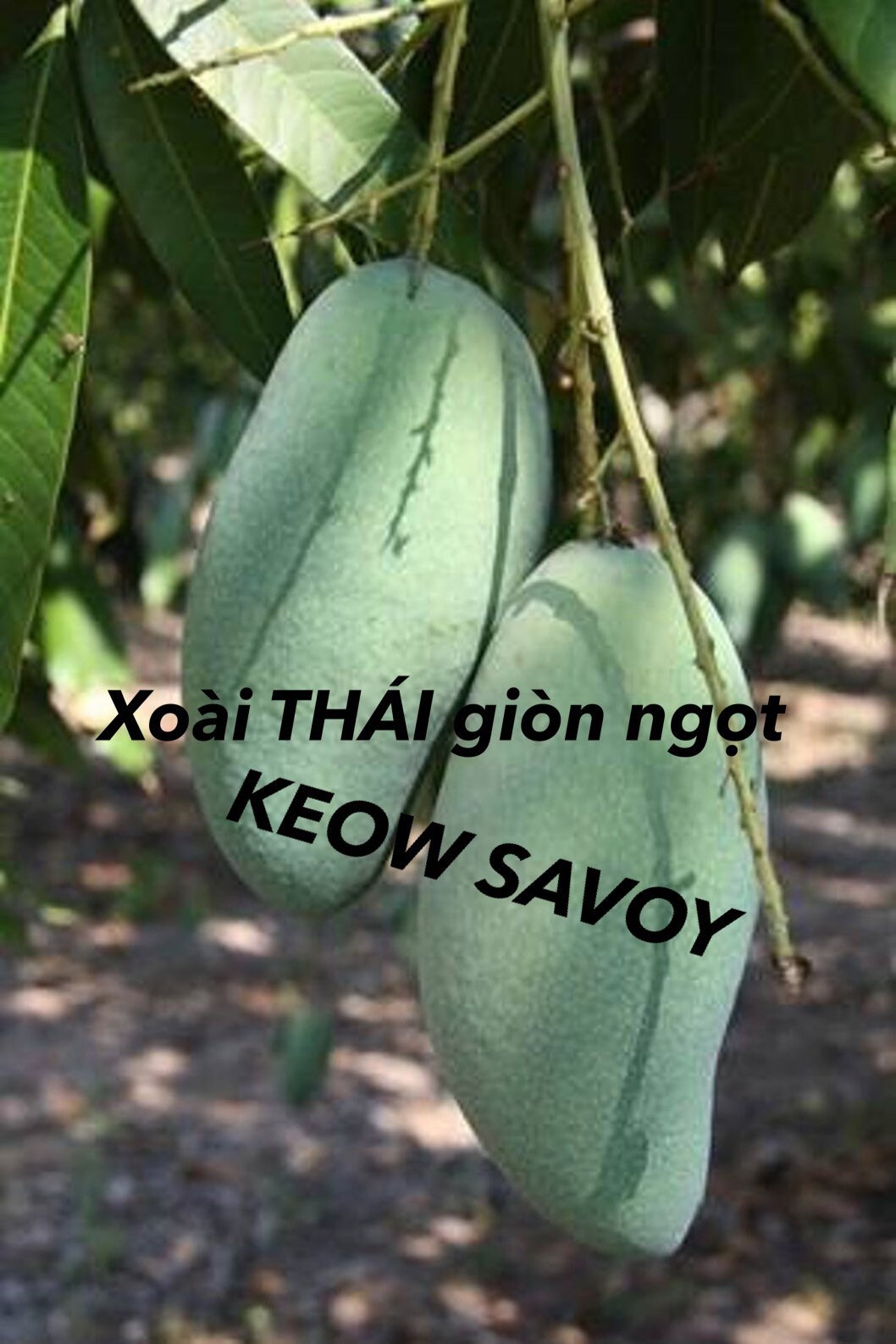 7GAL KEOW SAVOY Thai Mango Tree. Xoài Thái Giòn Ngọt. Grafted - Etsy