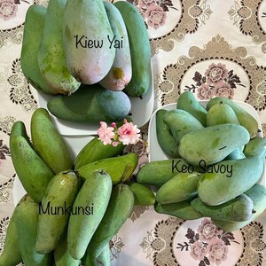 7GAL KEOW SAVOY Thai Mango Tree. Xoài Thái Giòn Ngọt. Grafted - Etsy