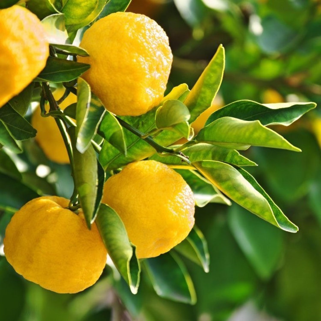 yuzu-dwarf-japanese-lemon-2-3ft-grafted-tree-fruits-soon-no-etsy