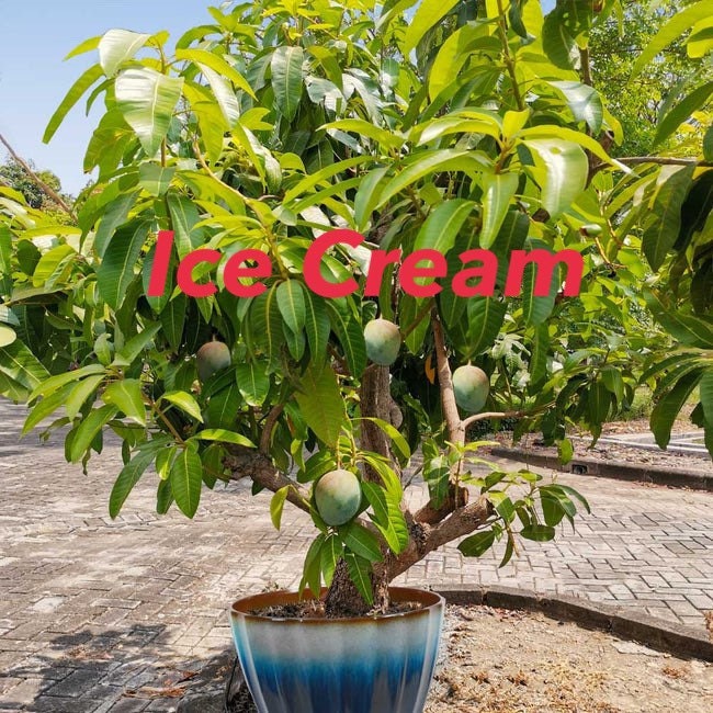 7gal ICE CREAM DWARF Mango Tree. Grafted Mango Tree. Nice Etsy
