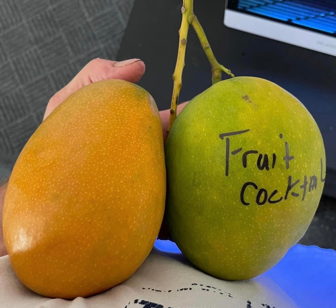 3gal FRUIT COCKTAIL Mango Tree. Rare Mango Variety. Grafted Etsy