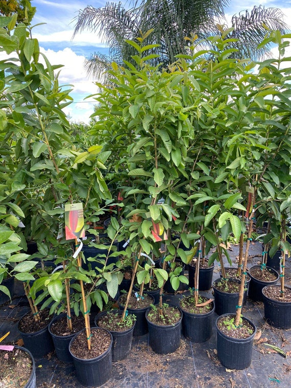 Ruby red guava tree campestre.al.gov.br