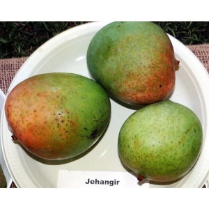 Mango Tree Kesar Indian Collectors Variety Grafted