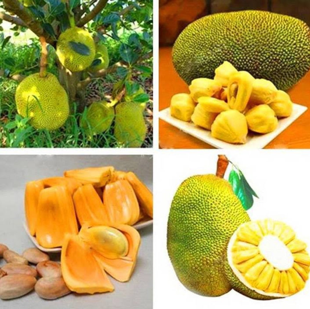 Fresh THAI JACKFRUIT Actual Fruit. Crunchy Sweet Yellow Etsy