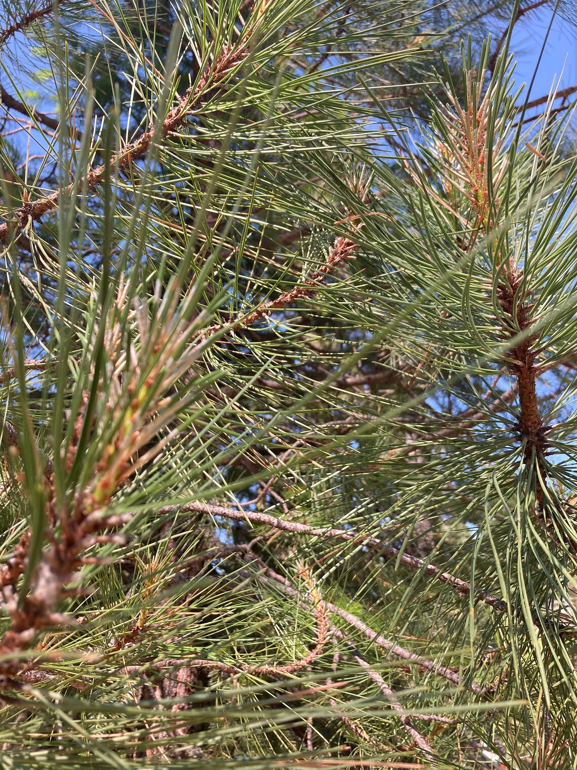 Organic White Pine Needles Straight From the White Pine Tree State Etsy