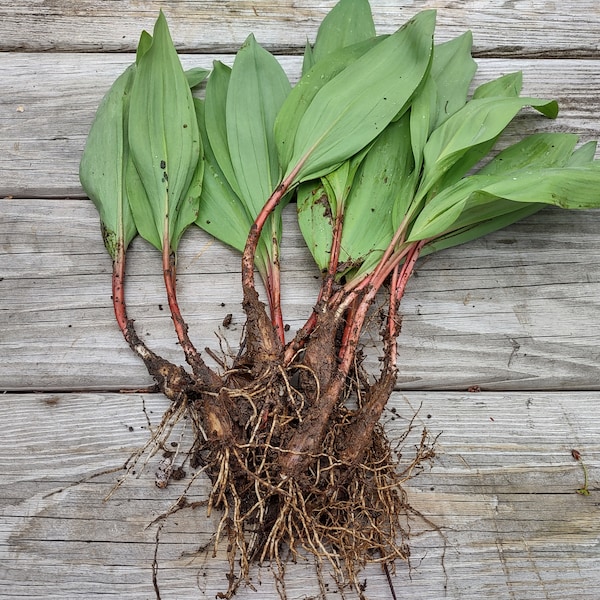 100 Ramps/Wild Leeks *Large Bulbs and Leaves* Hurry! Limited Time: Season ends sometime in May.