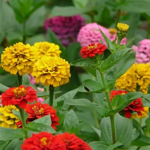 Zinnia Seeds Lilliput Mix (50 Seeds) Flower Seeds - Beautiful Color Mix