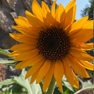Sunflower Seeds (Dwarf Variety) (25 Seeds) Flower Seeds