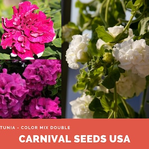 Petunia - Color Mix Dubbel - 25 Zaden - Flower Seeds
