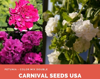 Double Petunia Seeds - Etsy