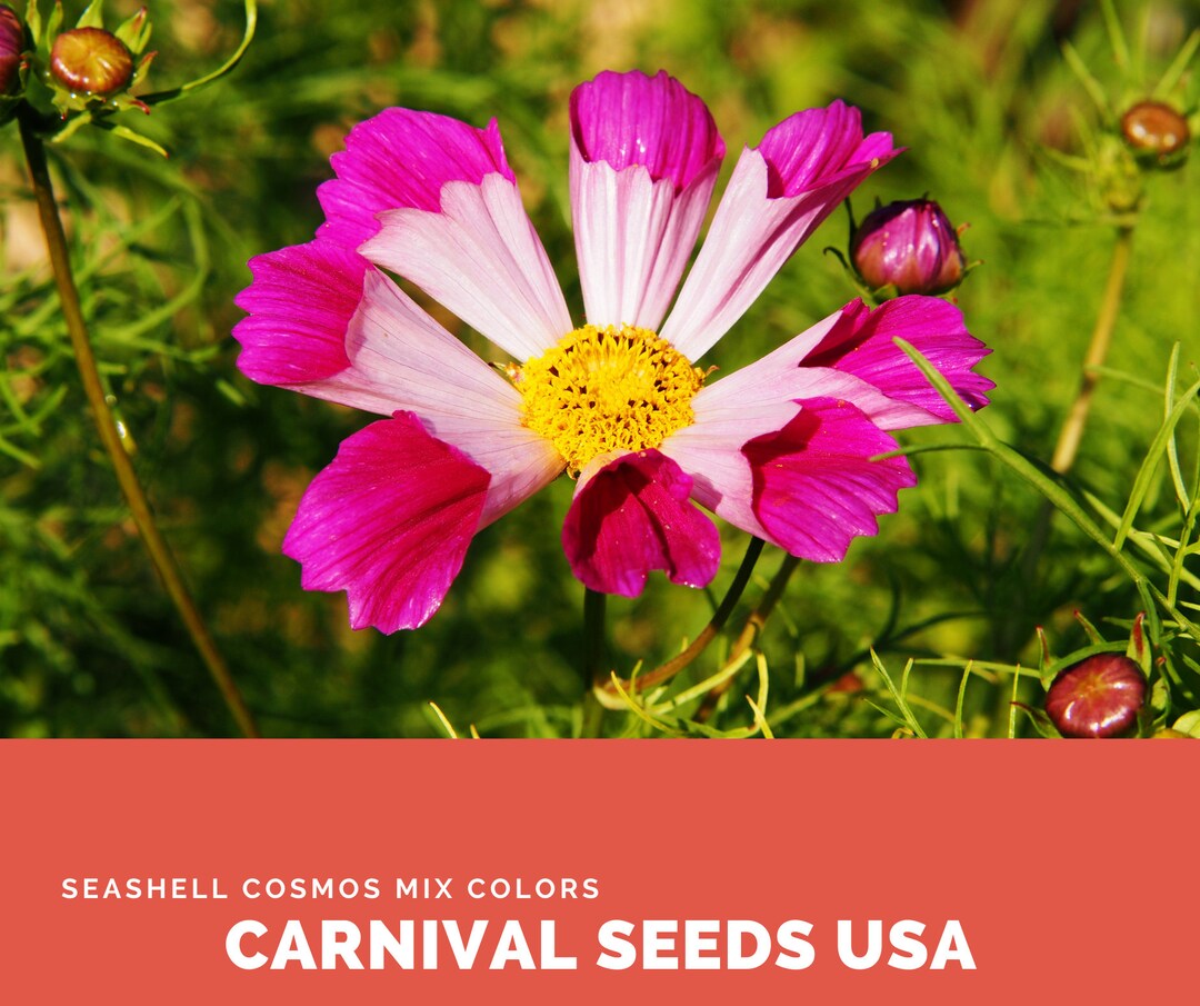 Seashell Cosmos Mix Colors Pink, Reddish Pink, Red, White 14 Seeds