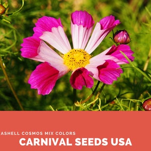 Seashell Cosmos Mix Colors: Pink, Reddish Pink, Red, White - 14 Seeds - Flower Seeds