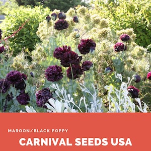 Maroon/Black Poppy - 20 Seeds - Flower Seeds