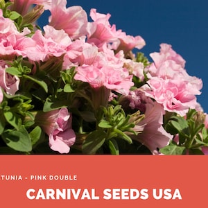 Petunia - Pink Double - 15 Seeds - Flower Seeds