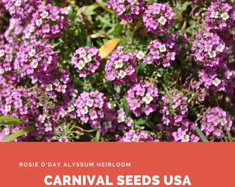 Rosie O'Day Alyssum Heirloom - 100 Seeds - Flower Seeds