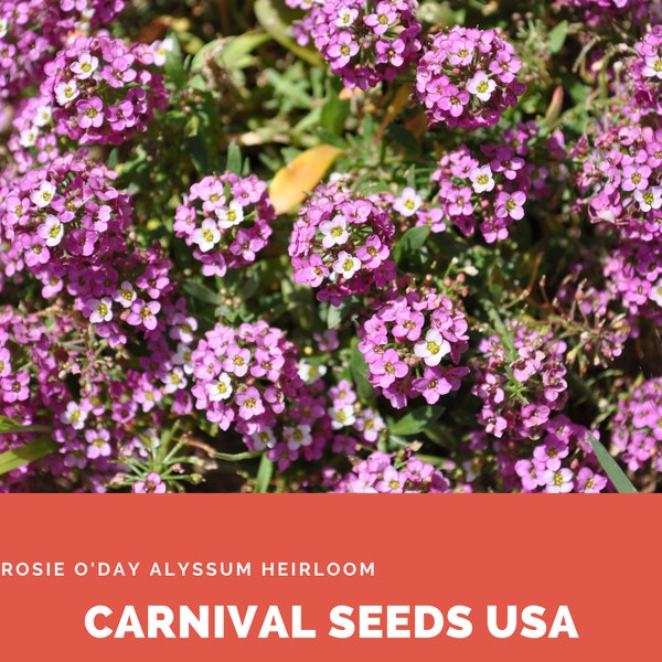 Rosie O'Day Alyssum Heirloom - 100 Seeds - Flower Seeds