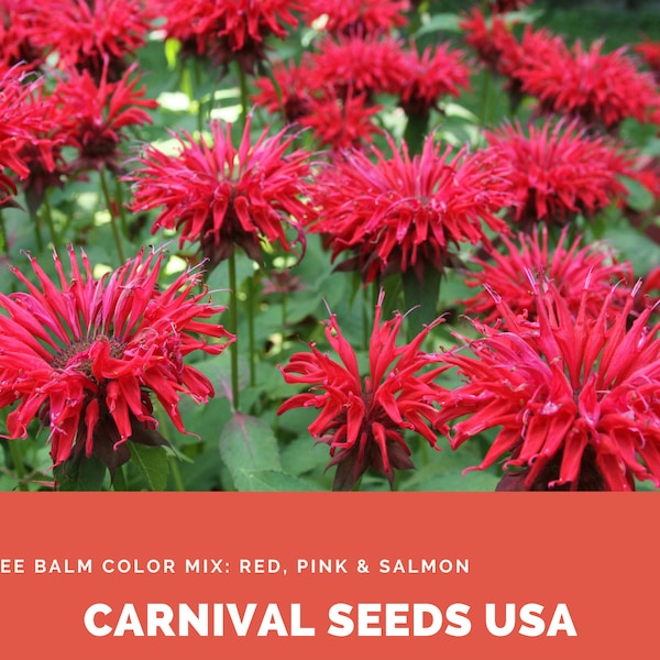 Bee Balm Color Mix: Red, Pink & Salmon - 20 Seeds - Flower Seeds