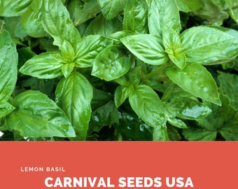 Lemon Basil - 100 Seeds - Herb Seeds