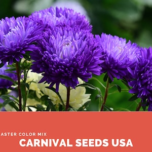Aster Color Mix 2 - 100 Seeds - Flower Seeds