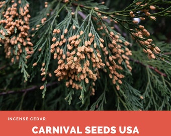 Incense Cedar - 5 Seeds - Plant Seeds