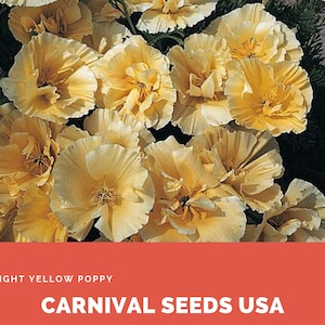 Light Yellow Poppy - 30 Seeds - Flower Seeds