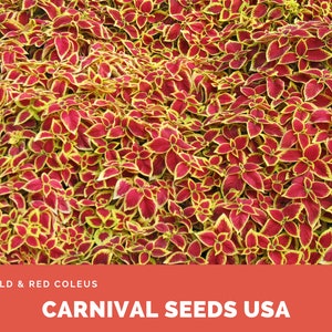 Gold & Red Coleus - 10 Seeds - Plant Seeds