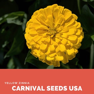 Zinnia jaune - 30 Graines - Graines de Fleurs