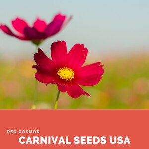 Red Cosmos - 14 Seeds - Flower Seeds