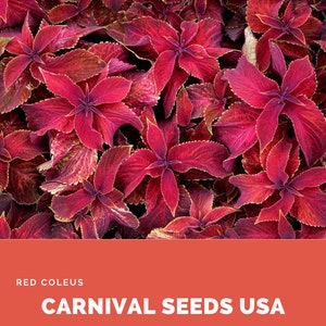 Red Coleus - 9 Seeds - Plant Seeds