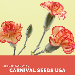 Orange Carnation - 30 Seeds - Flower Seeds