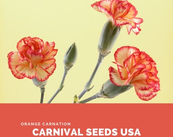 Orange Carnation - 100 Seeds - Flower Seeds