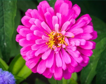 Pink Zinnia - 30 Seeds - Flower Seeds