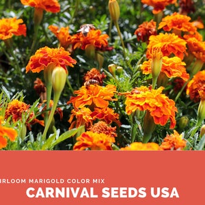 Heirloom Marigold Color Mix - 20 Seeds - Flower Seeds