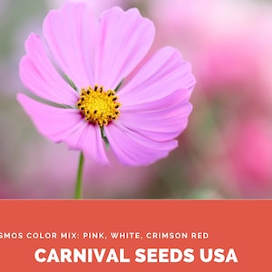 Cosmos Color Mix: Pink, White, Crimson Red - 30 Seeds - Flower Seeds