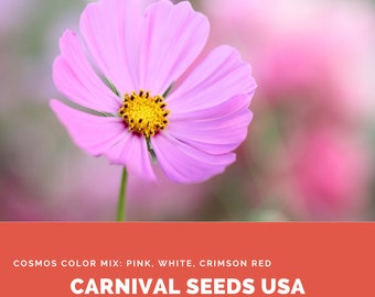 Cosmos Color Mix: Pink, White, Crimson Red - 30 Seeds - Flower Seeds